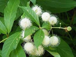 Beneficial US Native! Buttonbush Seeds, Honey bells, Button Willow, Cephalanthus Occidentalis CE9030