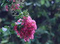 50 Pink Crape Myrtle seeds, Lagerstromia Indica, Hardy from 6-10 LA8050