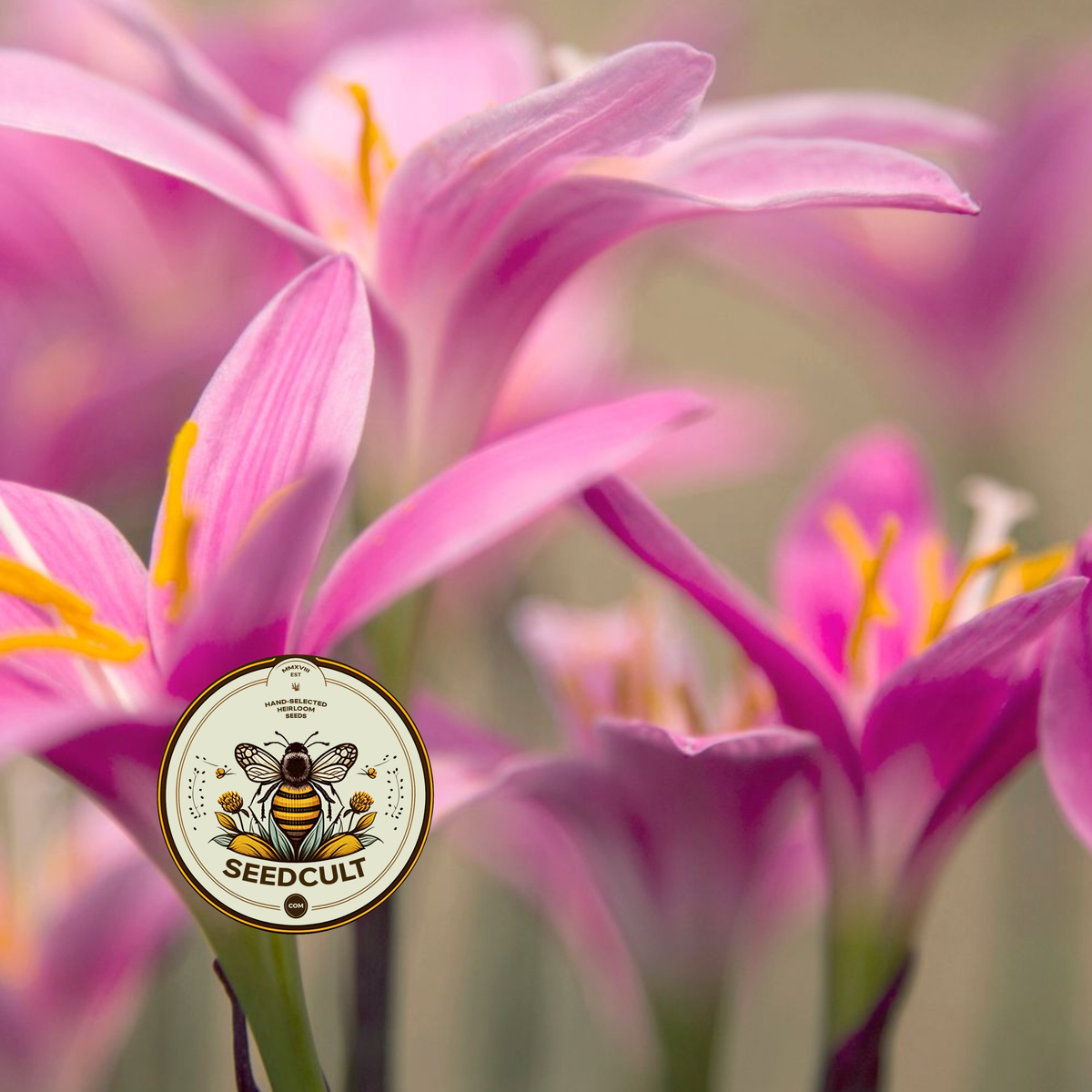 Pink Fairy Lily Seeds, Pink Rain Lily, Habranthus, HB0120