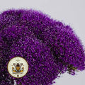 NEW! Lake Michigan Purple Trachelium, Throatwort, Trachelium Caeruleum, TR6220P