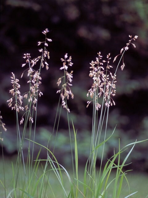Sweetgrass Seeds, Hierochloe Odorata, Vanilla Grass, Holy Grass, Sweet Grass Seeds HI9025R