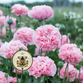 300 Pink Peony Poppy Seeds, Bread seed, PapaveR Paeoniflorum PS193CR