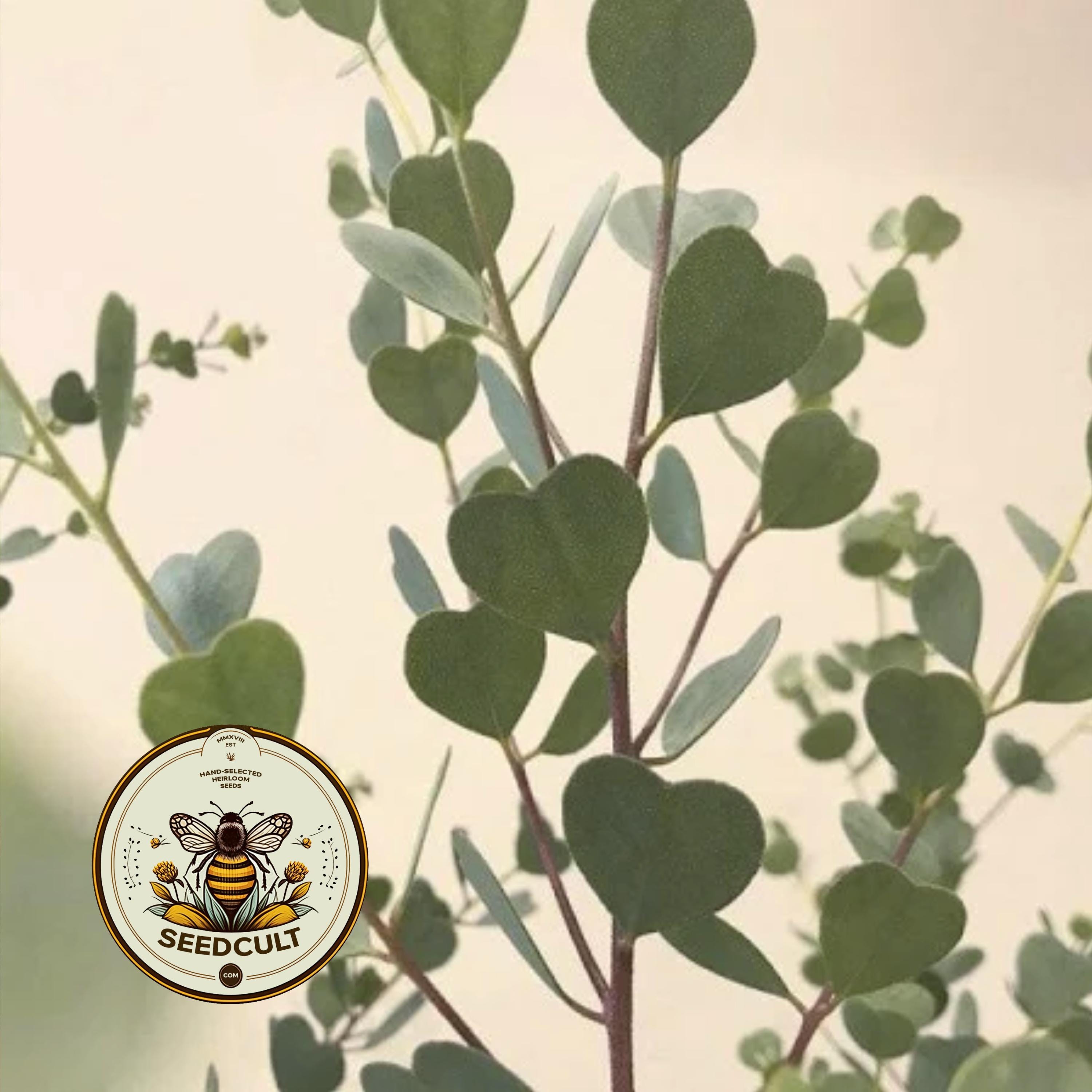NEW! Heart Leaf Eucalyptus seeds, Indoor House Plant, Webster's Mallee, Eucalyptus Websteriana EU0610