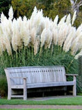 White Pampas Grass Seeds, Cortaderia Selloana, Tall Grasses, CT011C