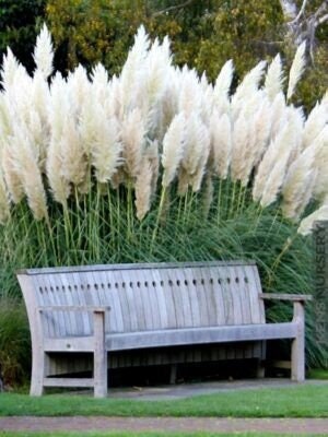White Pampas Grass Seeds, Cortaderia Selloana, Tall Grasses, CT011C