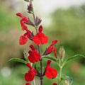 Scarlet Blood Sage Seeds, Butterfly and Hummingbird Magnet, Red Sage, Tropical Sage, Texas Sage, Salvia Coccinea SA0625