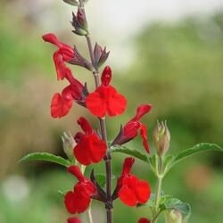 Scarlet Blood Sage Seeds, Butterfly and Hummingbird Magnet, Red Sage, Tropical Sage, Texas Sage, Salvia Coccinea SA0625