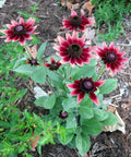 Red Black Eyed Susan Seeds, Cherry Brandy Rudbeckia Hirta, Red Flowering Plants, Biennial RU0325