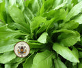 NEW! Sorrel Seeds, Broad Leaved Medieval Perennial Vegetables, Food Forest, Rumex Acetosa, RU705C