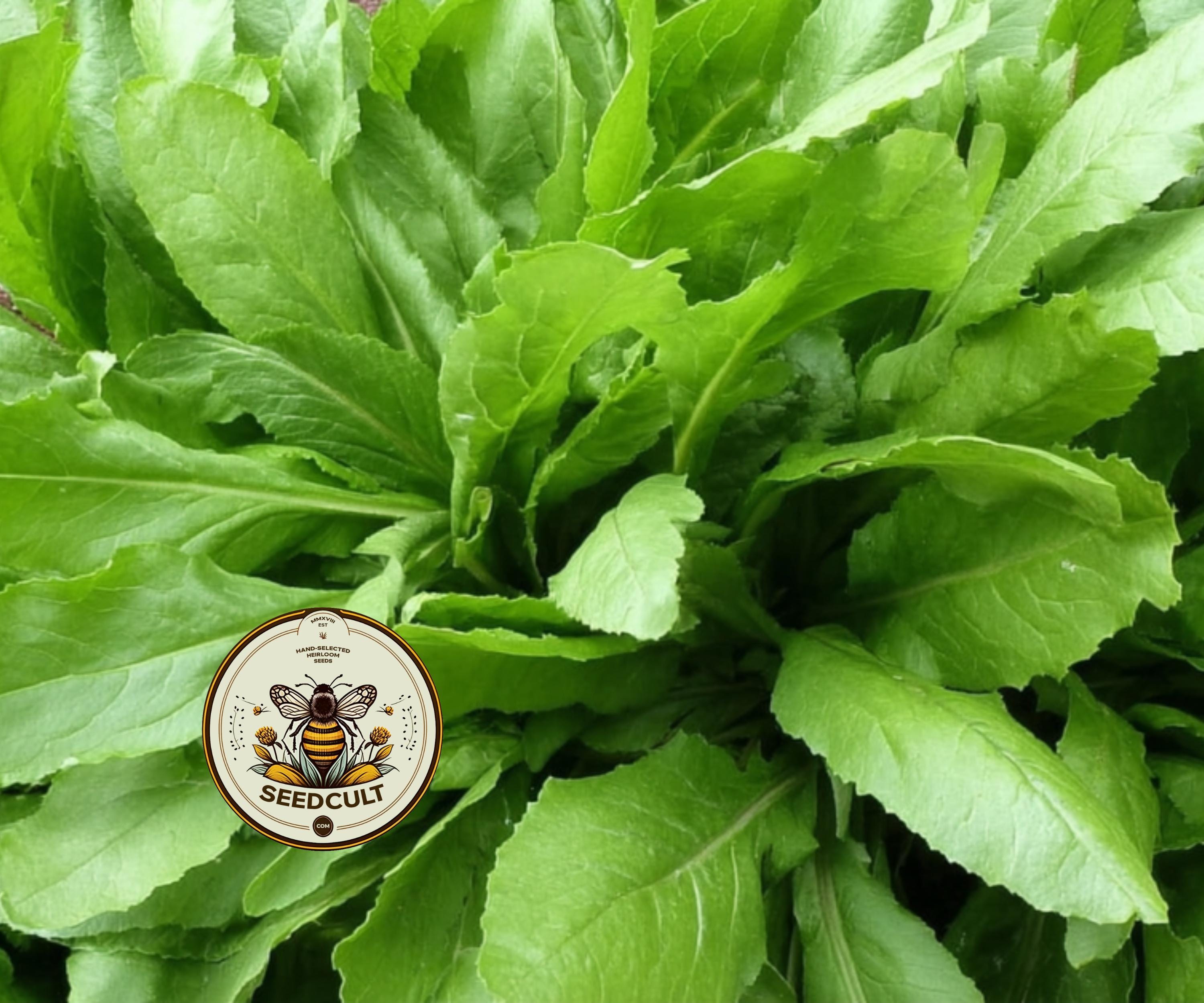 NEW! Sorrel Seeds, Broad Leaved Medieval Perennial Vegetables, Food Forest, Rumex Acetosa, RU705C