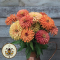 NEW! Agave Zinnia Seeds, Cactus Zinnia Elegans ZE4925