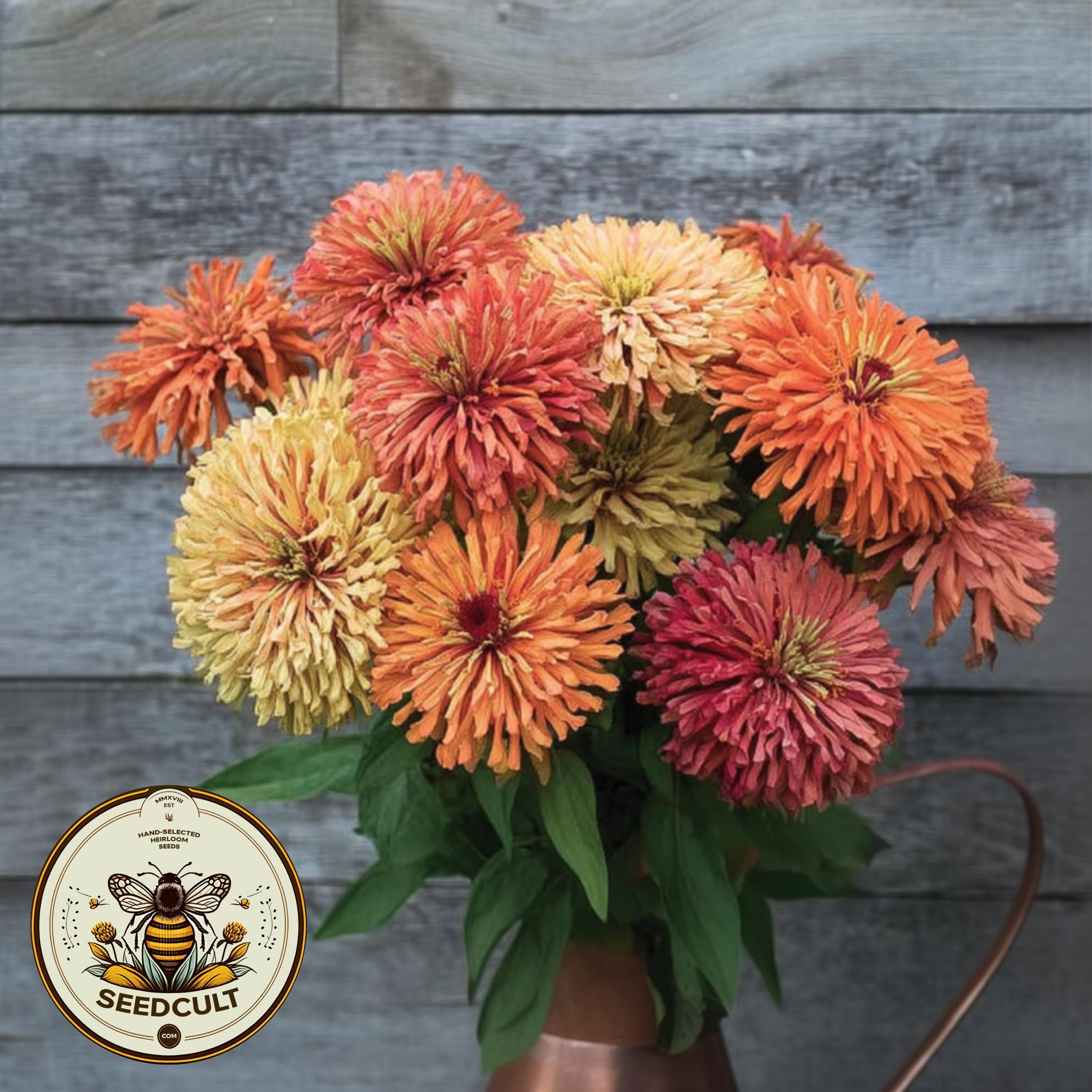 NEW! Agave Zinnia Seeds, Cactus Zinnia Elegans ZE4925