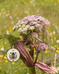 Holy Ghost, Angelica Seeds, Angelica Archangelica AN0150