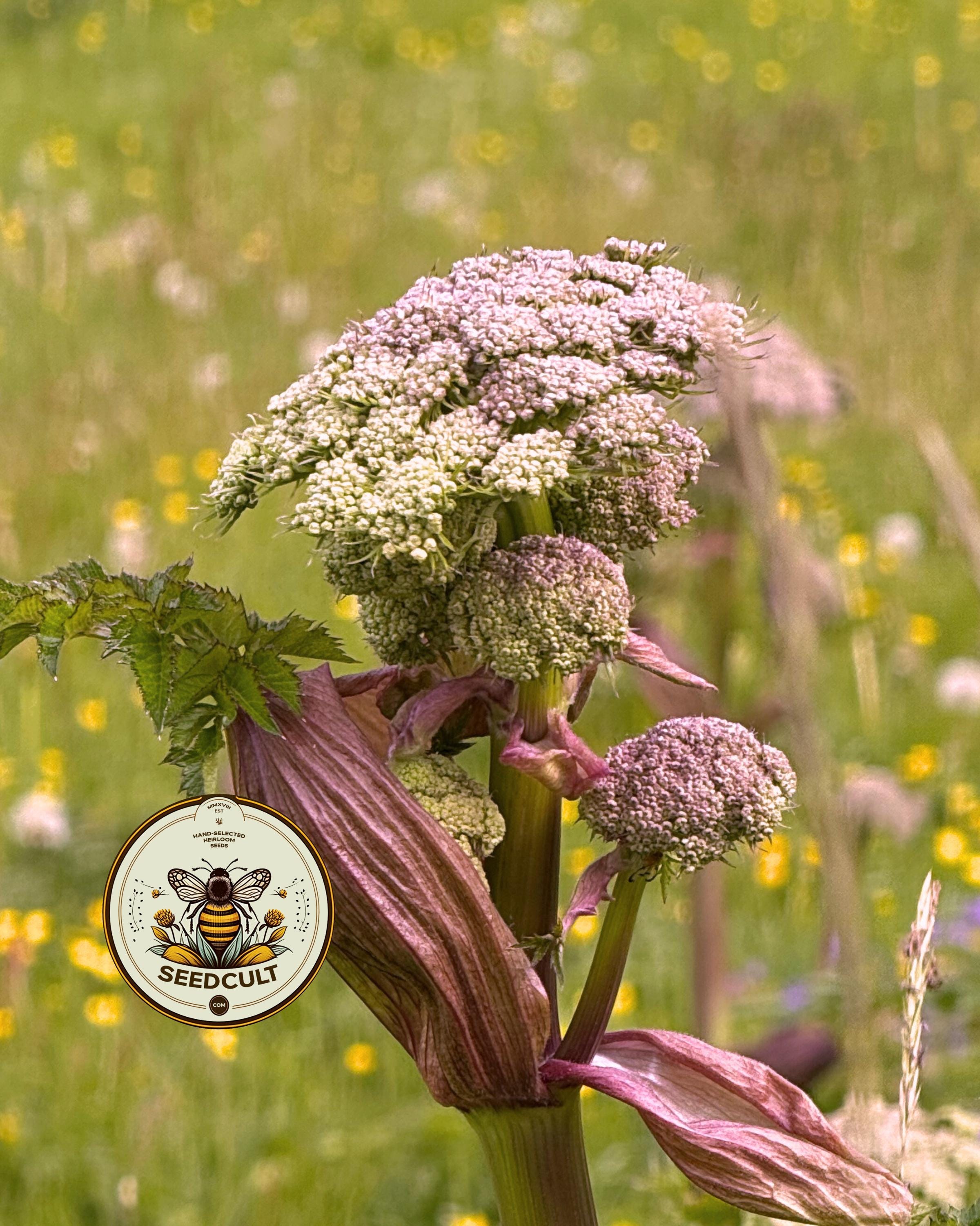 Holy Ghost, Angelica Seeds, Angelica Archangelica AN0150