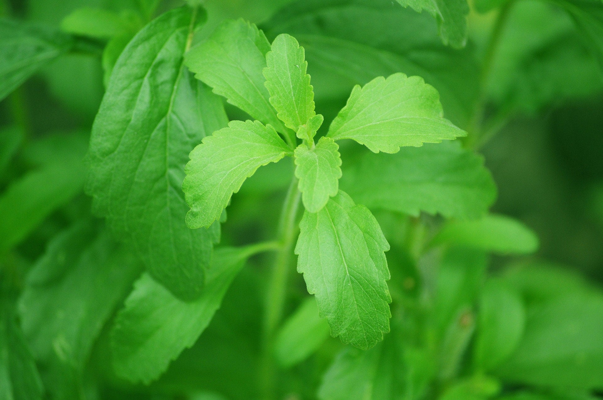 20 Organic Stevia Seeds, Stevia Rebaudiana, Natural Herbal Sweetener ST0120