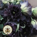 NEW! Black Pearl Lisianthus, Roseanne Series, Cut Flowers, Eustoma Grandiflorum, EU5320P