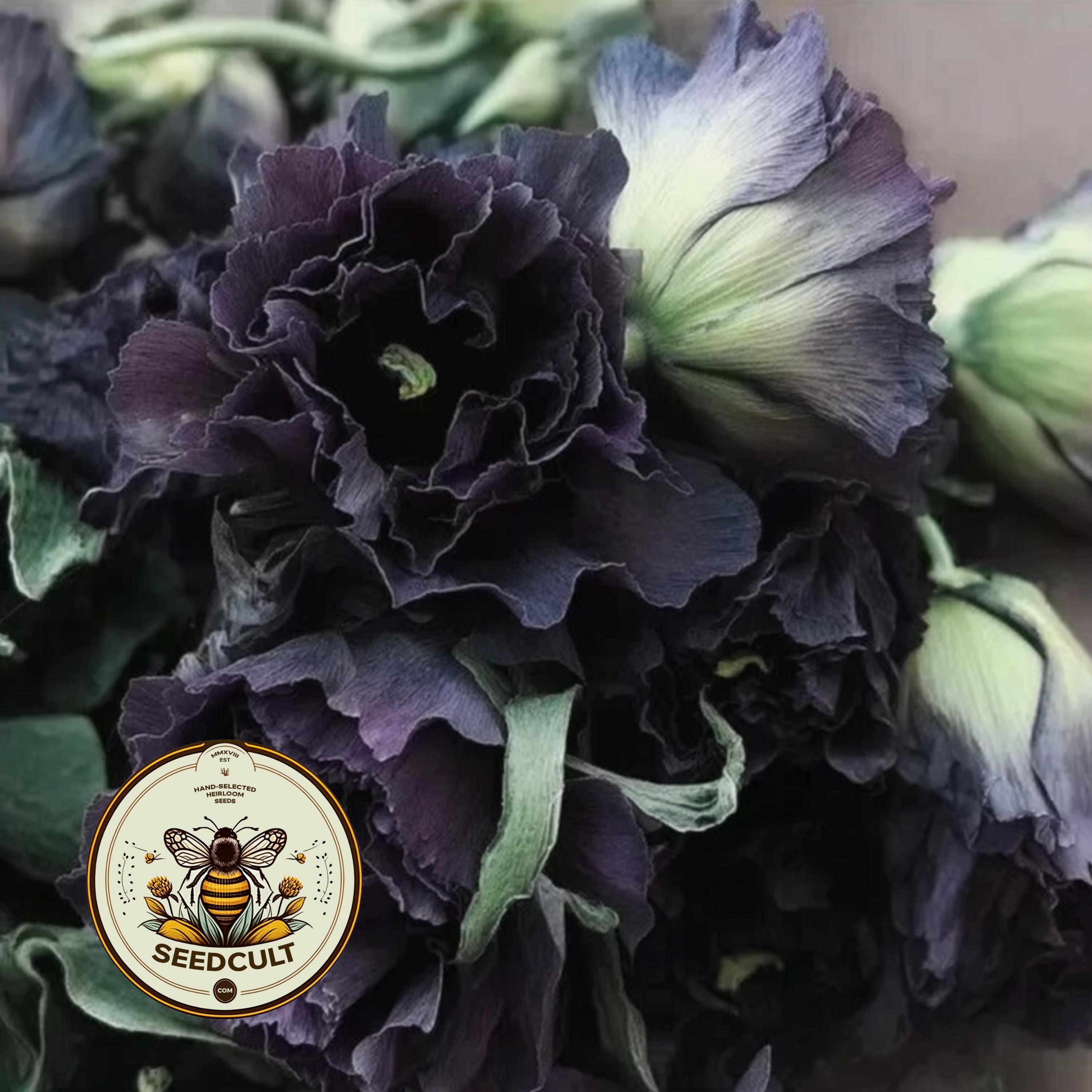 NEW! Black Pearl Lisianthus, Roseanne Series, Cut Flowers, Eustoma Grandiflorum, EU5320P
