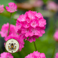 NEW! Sea Pink Armeria, Sea Thrift, Armeria Maritima Splendens, AR2025