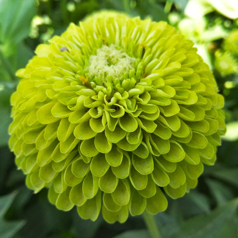 Benarys Giant Lime Zinnia Seeds, Largest Giant Zinnias, Zinnia Elegans ZE2025