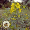 DESERT SENNA