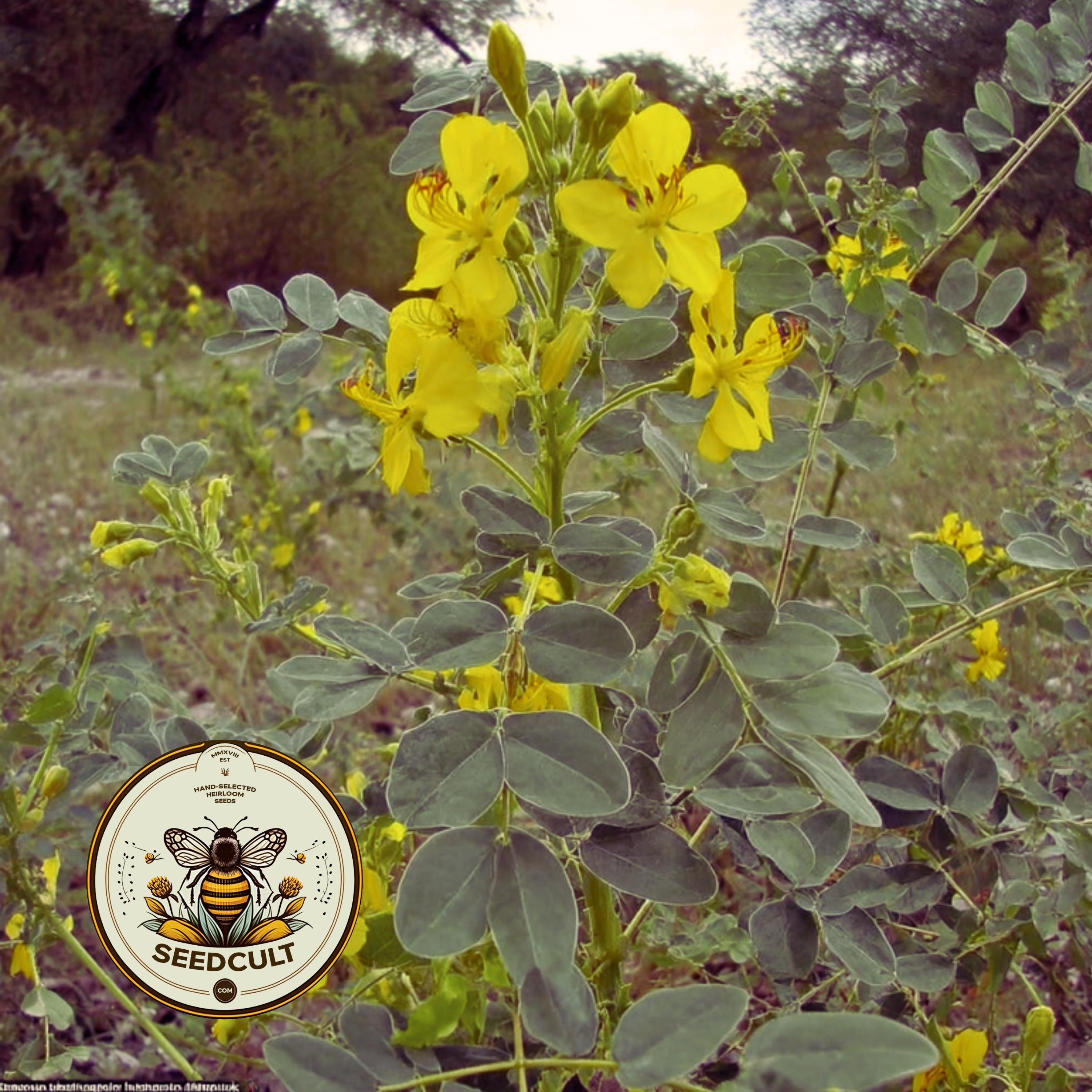 DESERT SENNA