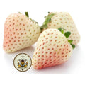 Bulk Organic White Soul Strawberry Seeds, Fragaria Vesca FR021C
