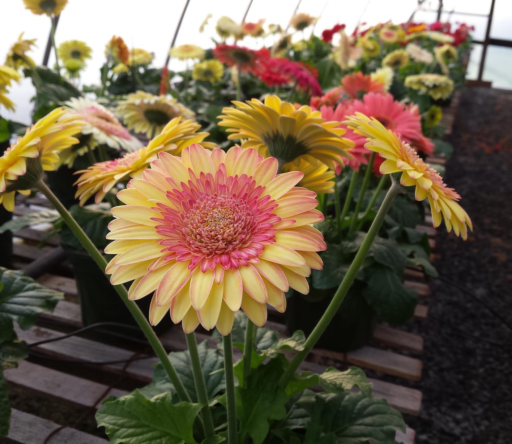 5 Cartwheel Strawberry Twist Gerbera Daisy Seeds, Gerbera Jamesonii GE0205