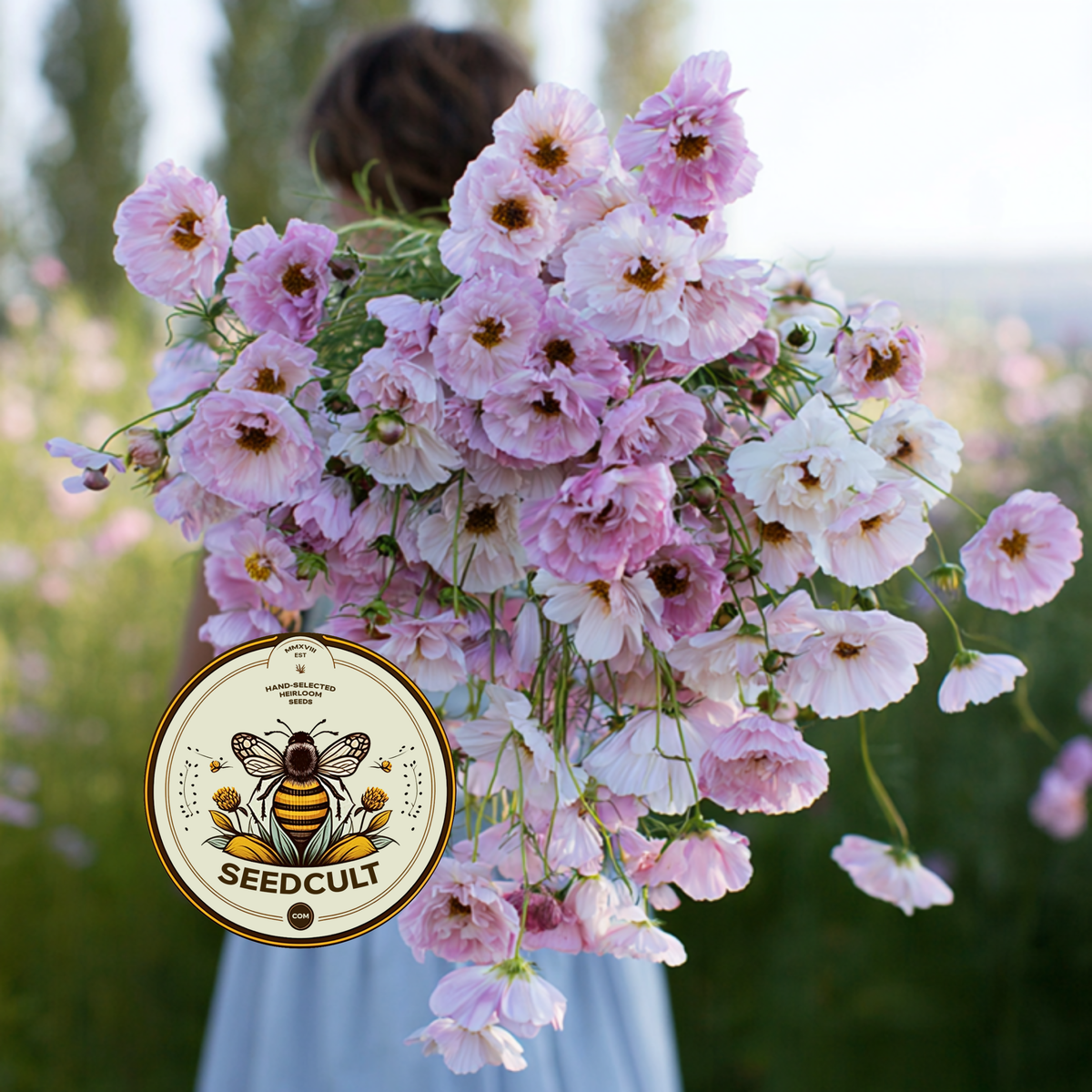 Cupcake Cosmos Seeds Mix, Blush Pink and White, Cups and Saucers, Double Pom Pom Blooms, Cottage Garden Annual, All Zones, CO0225