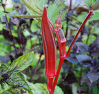 Jing Orange Okra Seeds, Jing Abelmoschus Esculentus AB0630