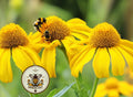 Mountain Sneezeweed Seeds, Orange Sneezeweed, Hoopes Sneezeweed, Helenium Hoopesii HL0250