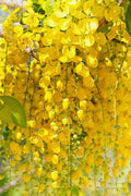 10 Golden Shower Tree Seeds, Cassia Fistula, 10 Seeds, CA6010