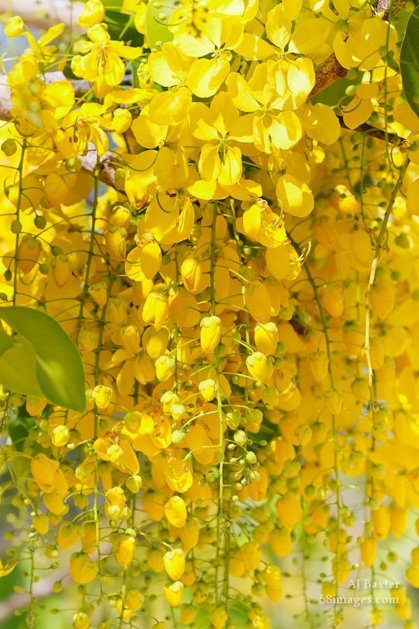 10 Golden Shower Tree Seeds, Cassia Fistula, 10 Seeds, CA6010