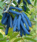 Blue Sausage Fruit Seeds, Dead Man's Fingers, Blue Bean. Decaisnea Fargesii, DE3010