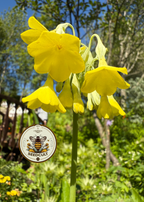 Tibetan Cowslip Seeds, Primula Florindae, Fragrant Yellow Perennial for Bogs & Streamsides, Giant Cowslip, PM3620