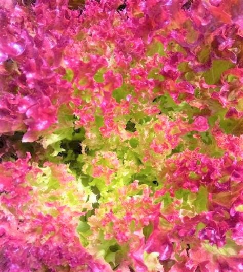 Bulk Pink Lettuce Seeds, Certified Organic Lollo Rosso Pink Passion, Lolla Lactuca Sativa LC023C