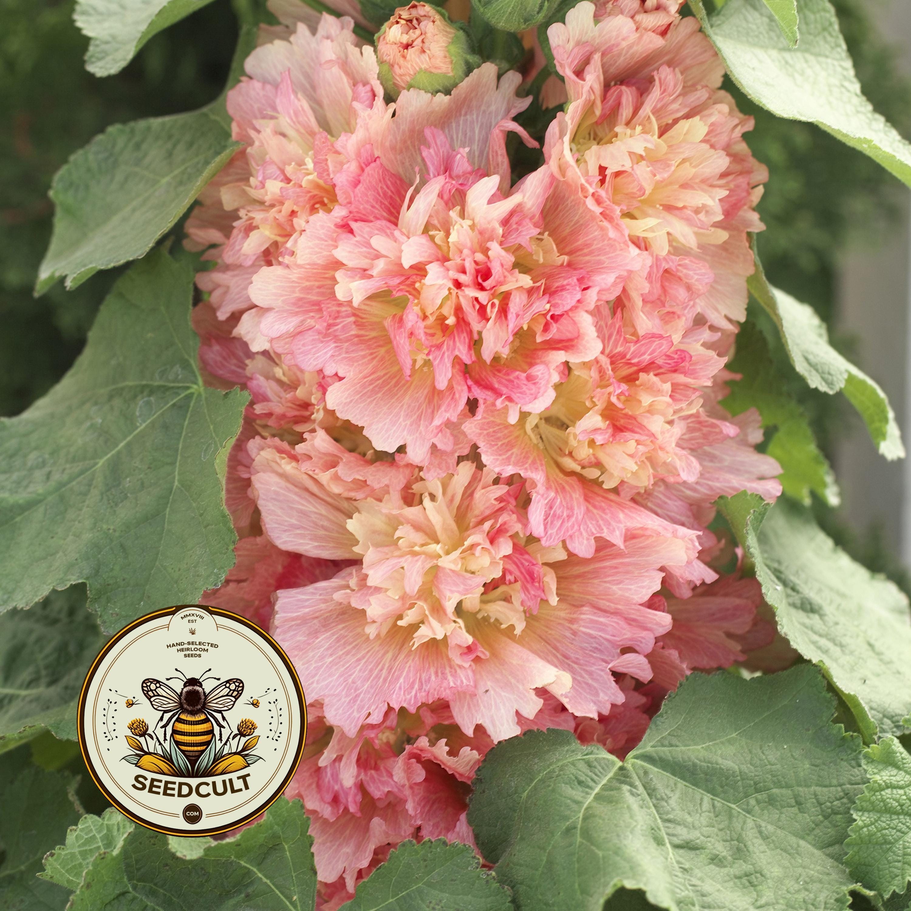 NEW! Apricot Spring Celebrities Hollyhock Seeds, Alcea Rosea AL8910