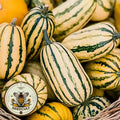 Honeyboat Delicata Squash Seeds, Cucurbita Pepo, Winter Squash CB0920