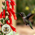 Firecracker Penstemon Seeds, Eaton's Penstemon, US Native Wildflower, PT411C