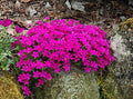 DR HAHNLE FAIRY STARFLOWER (FAIRY FOXGLOVE)