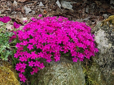DR HAHNLE FAIRY STARFLOWER (FAIRY FOXGLOVE)