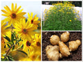 Sunchoke SEEDS, Jerusalem Artichoke, Potato Substitute, Helianthus Tuberosus HT0120