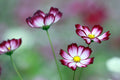 Bulk Picotee Cosmos Seeds, Cosmos Bippinatus CO041C