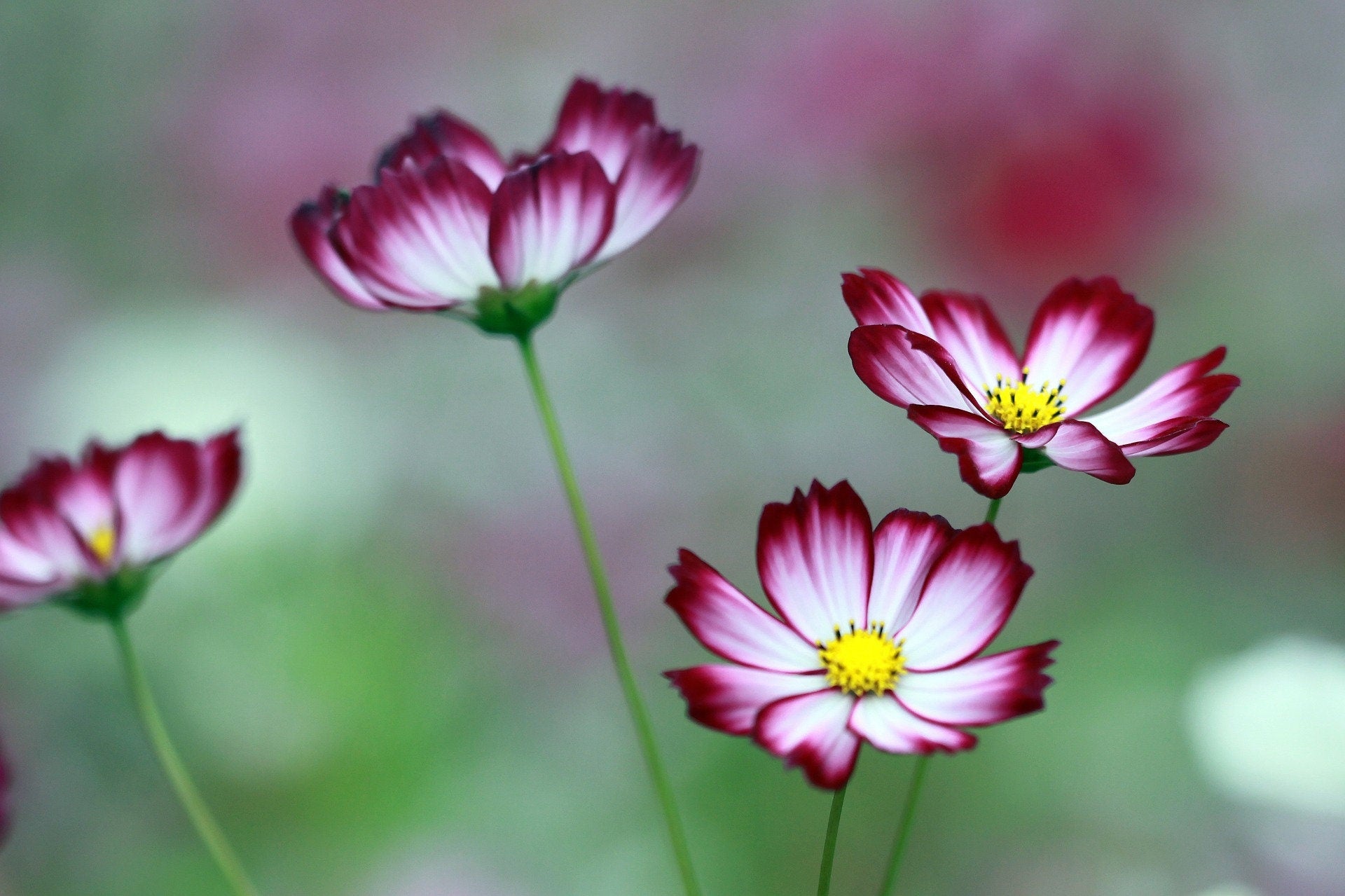 Bulk Picotee Cosmos Seeds, Cosmos Bippinatus CO041C
