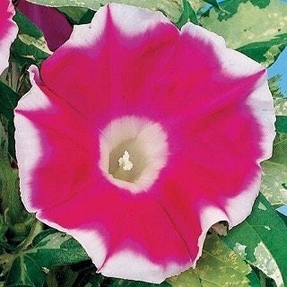 Variegated Foliage Sun Smile Red Morning Glory Ground Cover Seeds, Not a vine! Ipomoea Purpurea IP1210