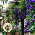 Climbing Snapdragon Vine Seeds, Joan Loraine Asarina Scandens, Purple Trellis Vine