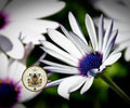 NEW! White Cape Daisy Seeds, African Daisy, Osteospermum Ecklonis OS0150