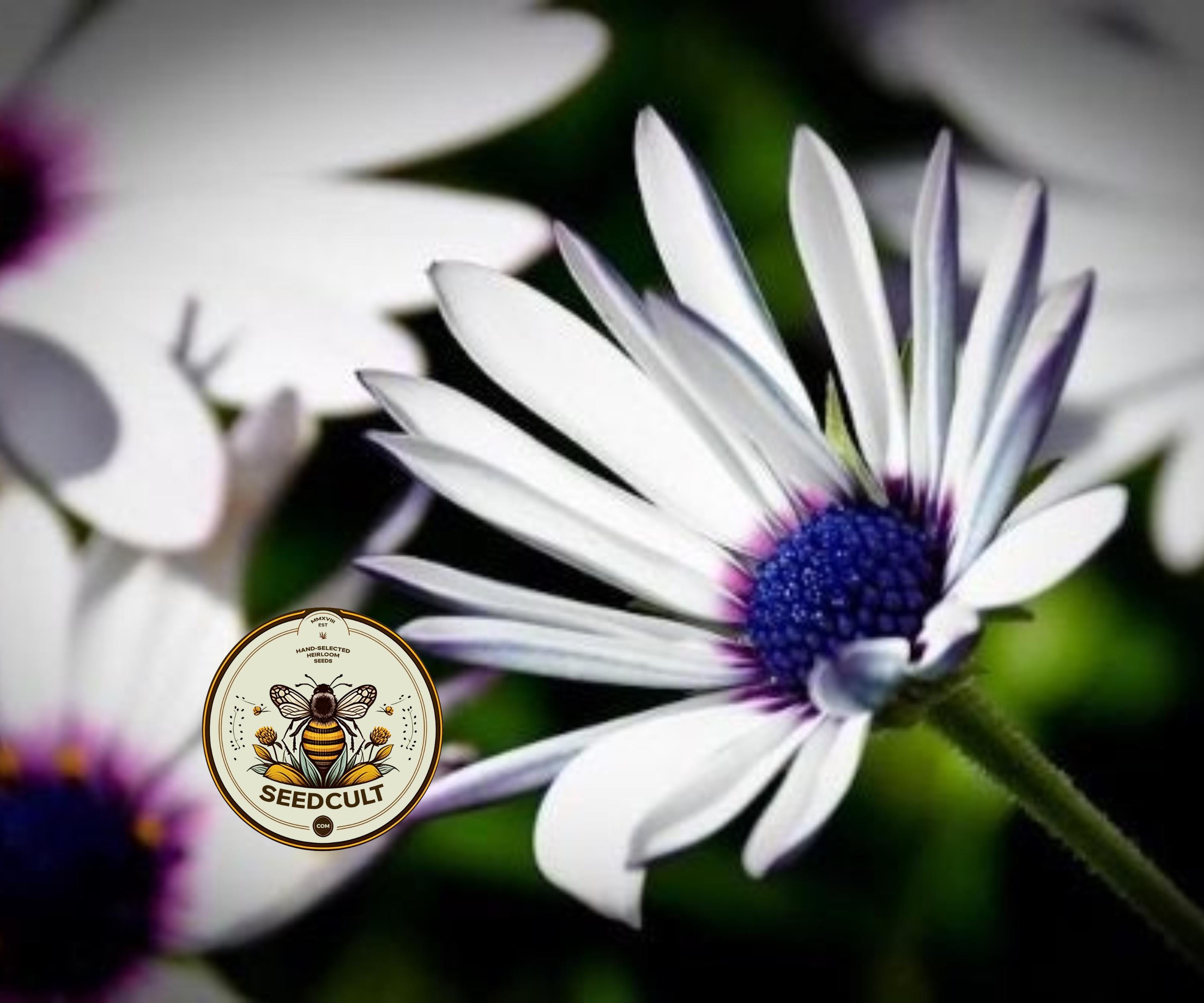 NEW! White Cape Daisy Seeds, African Daisy, Osteospermum Ecklonis OS0150