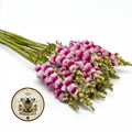 NEW! Plumblossom Snapdragon Seeds, Cut Flower Potomac Series, Antirrhinum Majus AN6325