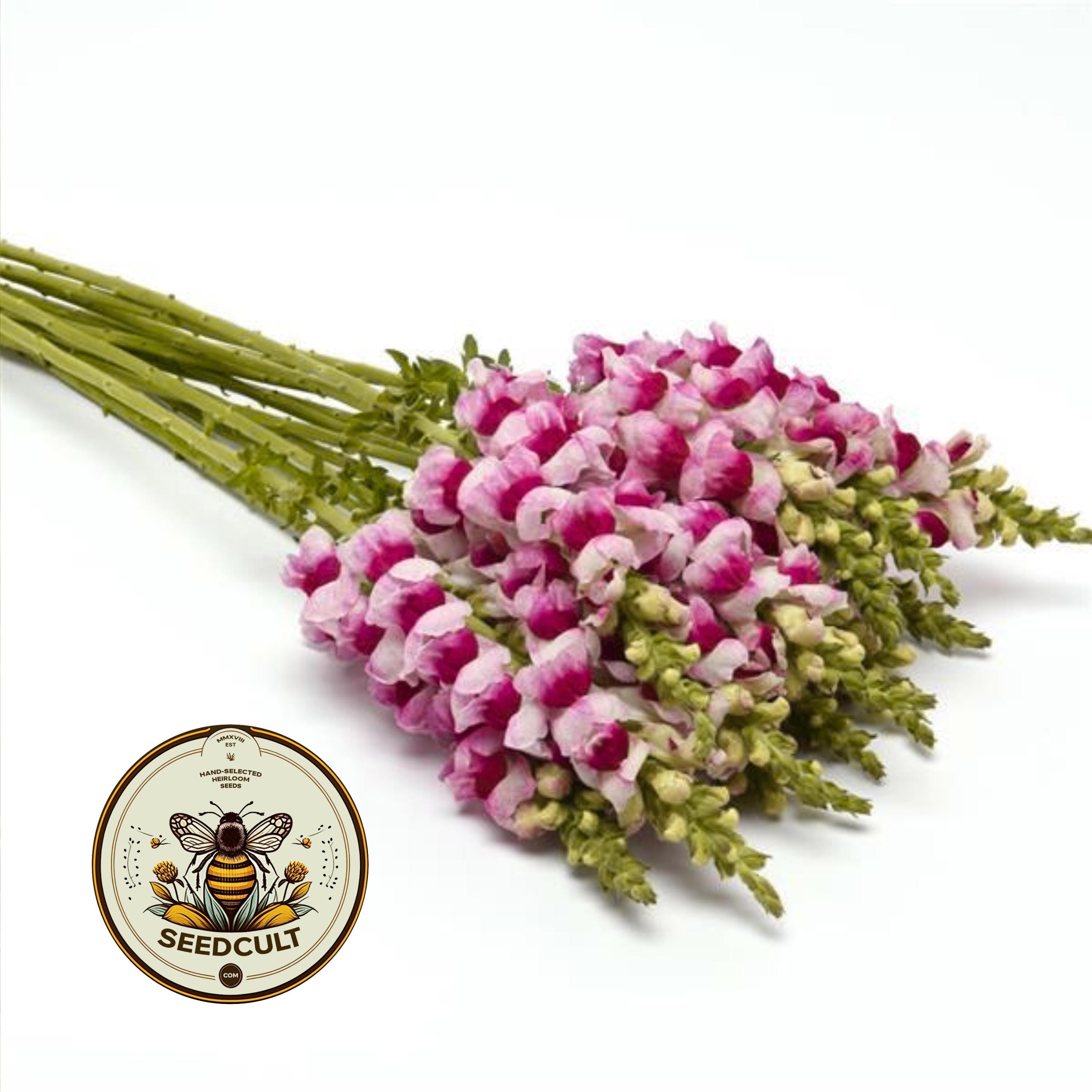 NEW! Plumblossom Snapdragon Seeds, Cut Flower Potomac Series, Antirrhinum Majus AN6325