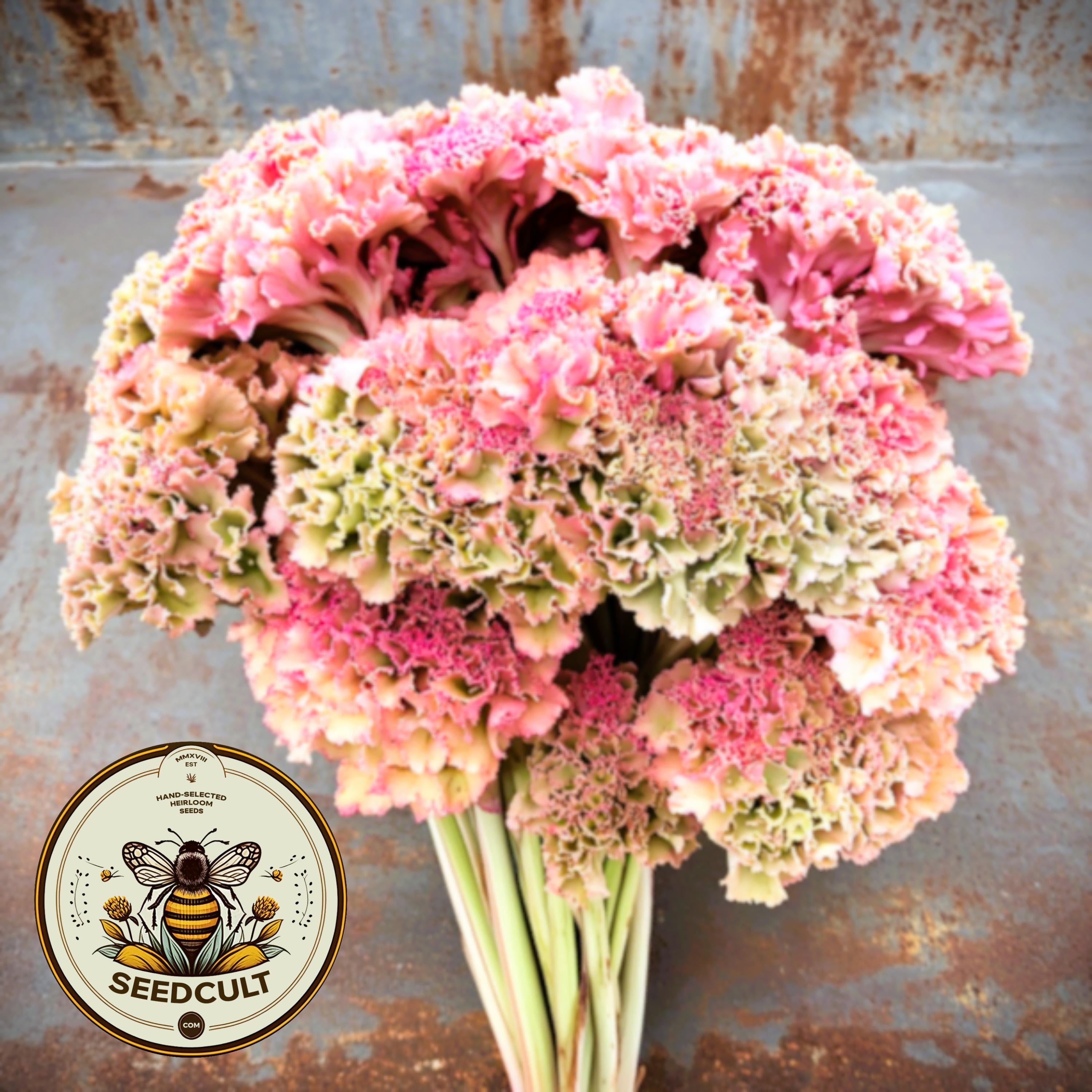 Dusty Rose Cockscomb Seeds, Celosia argentea var Cristata, CE0625